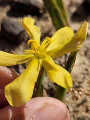 Moraea nana