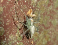 Oxyopes macilentus