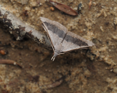 Dichromodes molybdaria