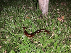 Thyropygus allevatus