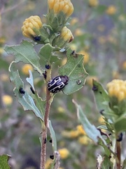 Zygogramma tortuosa