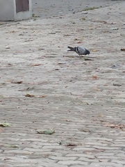Columba livia domestica