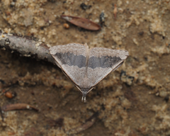 Dichromodes molybdaria