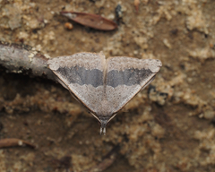 Dichromodes molybdaria