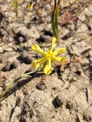 Moraea nana