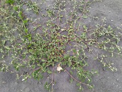 Alternanthera bettzickiana