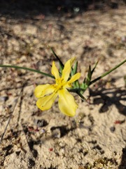 Moraea nana