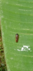 Eoscarta assimilis