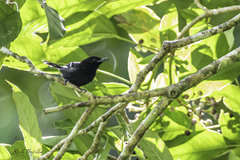 Microrhopias quixensis