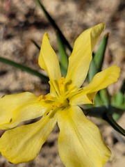 Moraea nana