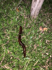 Thyropygus allevatus