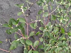 Alternanthera bettzickiana