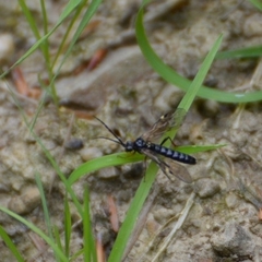Tenthredopsis tarsata