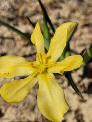 Moraea nana