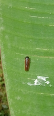 Eoscarta assimilis