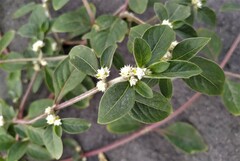 Alternanthera bettzickiana