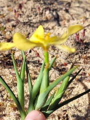 Moraea nana