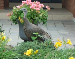 Meleagris gallopavo silvestris