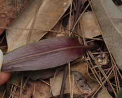 Cryptostylis erecta