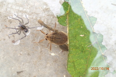 Appasus japonicus