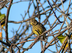 Emberiza citrinella