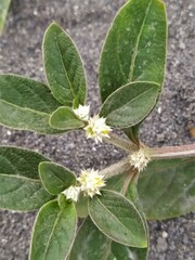 Alternanthera bettzickiana