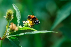 Phytomia
