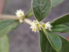 Alternanthera bettzickiana