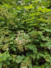 Rubus