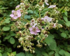 Rubus