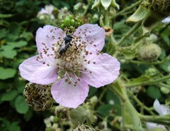 Rubus