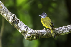 Eucometis penicillata