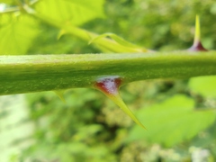 Rubus