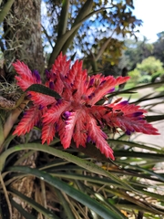 Aechmea distichantha