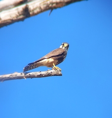 Falco femoralis