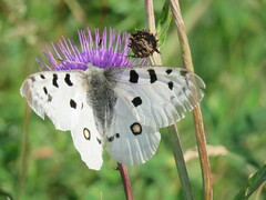Parnassius apollo