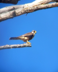 Falco femoralis