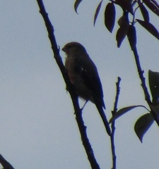 Carpodacus