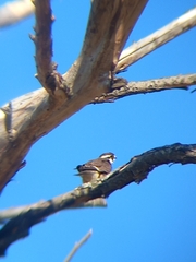 Falco femoralis