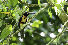 Pteroglossus torquatus