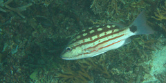 Lutjanus decussatus
