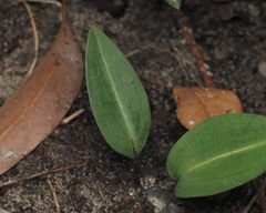 Cryptostylis erecta