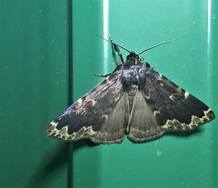 Mormoscopa sordescens