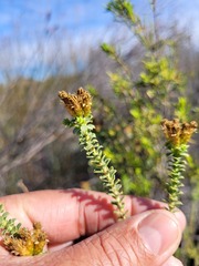Oedera squarrosa