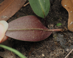 Cryptostylis erecta
