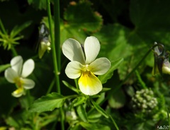 Viola arvensis