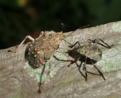 Halyomorpha halys