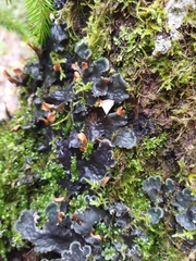 Peltigera horizontalis