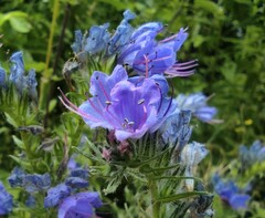 Echium vulgare