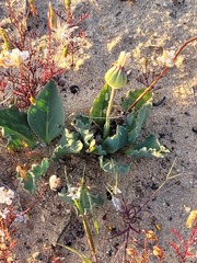Othonna auriculifolia